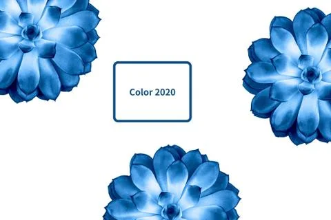 Pattern made blue beautiful succulent isolated on white background. Stock Photos