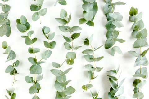 Pattern made of branches eucalyptus, leaves and cotton isolated on pink Foto stock