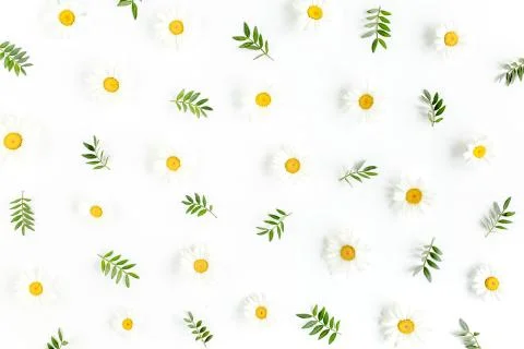 Pattern made of chamomiles, petals, leaves on white background. Flat lay, top Stock-Fotos