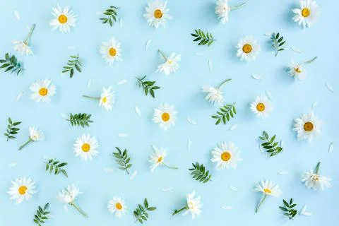 Pattern made of chamomiles, petals, leaves on blue background. Flat lay, top Stock Photos