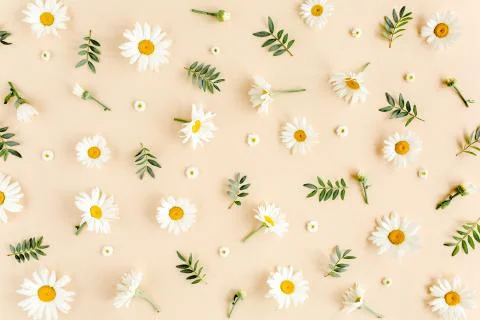 Pattern made of chamomiles, petals, leaves on beige background. Flat lay, top Stock Photos