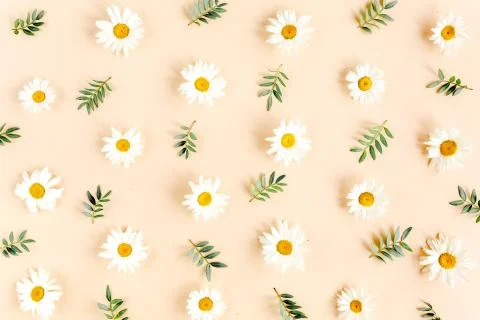 Pattern made of chamomiles, petals, leaves on beige background. Flat lay, top Stock Photos
