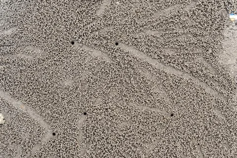 Pattern made by crabs on the Labuan beach, Malaysia Stock Photos