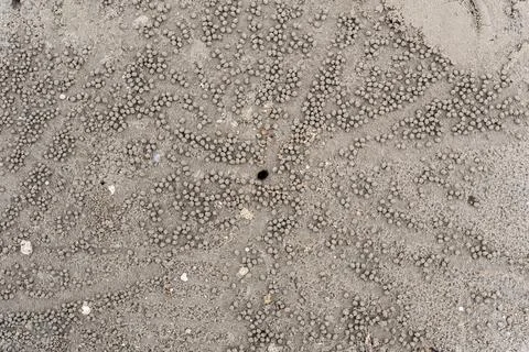 Pattern made by crabs on the Labuan beach, Malaysia 스톡 사진