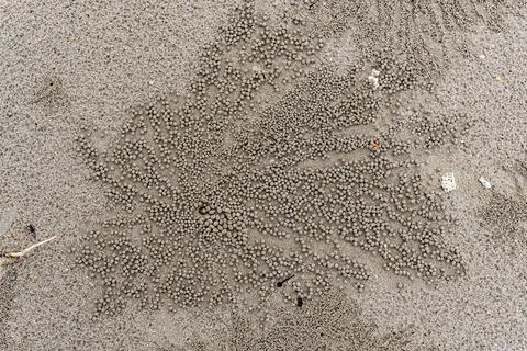 Pattern made by crabs on the Labuan beach, Malaysia Stockfoto's