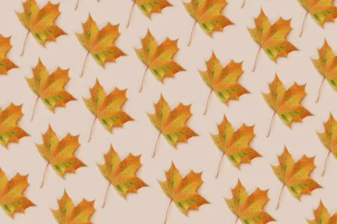 Pattern made of dry autumn pample leaves on light beige background. Abstract Stock Photos