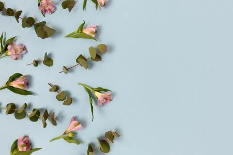 Pattern made of eucalyptus, alstroemeria flowers on a blue pastel  background Stock Photos