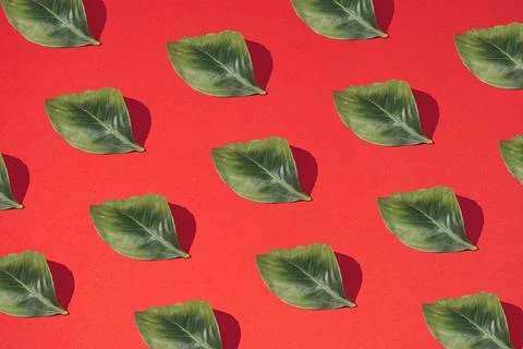 Pattern made of green leaf and sharp shadow on pastel red background. Minimal Stock Photos