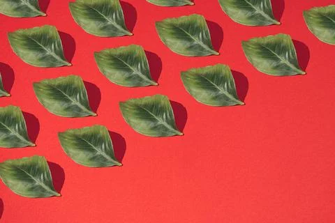 Pattern made of green leaf and sharp shadow on pastel red background. Minimal Stock Photos
