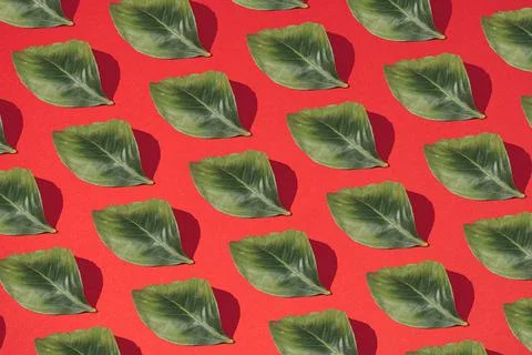 Pattern made of green leaf and sharp shadow on pastel red background. Minimal Foto stock