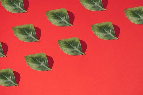 Pattern made of green leaf and sharp shadow on pastel red background. Minimal Stock Photos