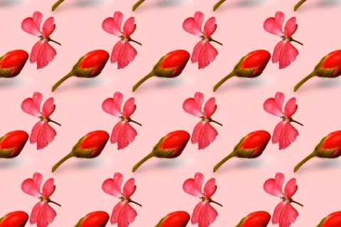 Pattern made with growth concept, the bud grows into a flower Stock Illustration