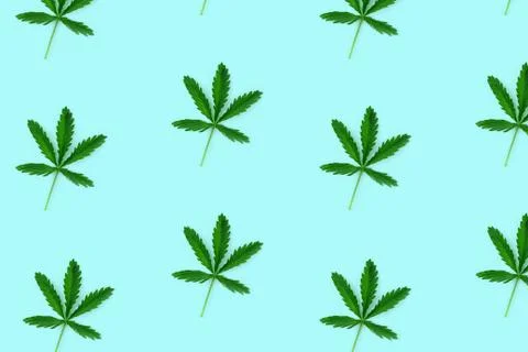 Pattern made from hemp leaf isolated on blue background. Stock Illustration