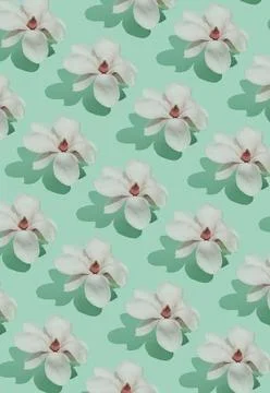 Pattern made with a Magnolia tree flowers and shadow on the pastel green back Stock Photos