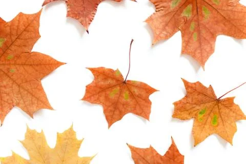 Pattern made from maple leaves Stock Photos