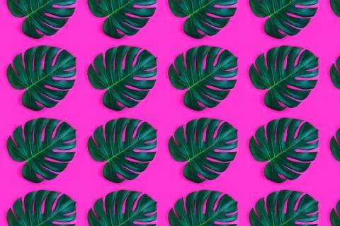Pattern made from monstera leaf isolated on pink background. Foto stock