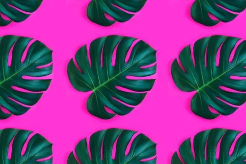 Pattern made from monstera leaf isolated on pink background. Stock Photos