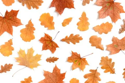Pattern made from oak and maple leaves Stock Photos