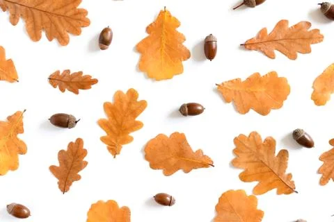 Pattern made from oak leaves and acorns Stock Photos