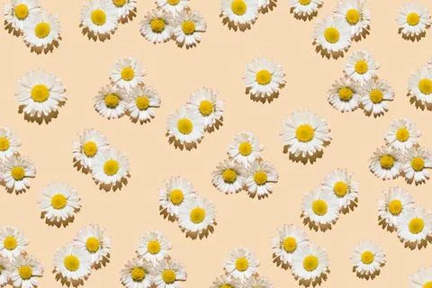 Pattern made out of Common daisy flowers on peachy pastel background. Minim.. Stock Photos