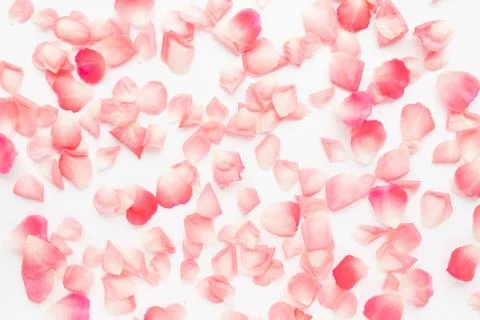 Pattern made of petals of pink roses Stock Photos