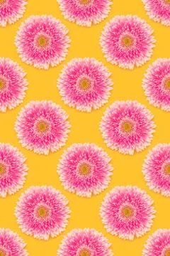 Pattern made of pink gerbera flower on a yellow background. Stock Photos