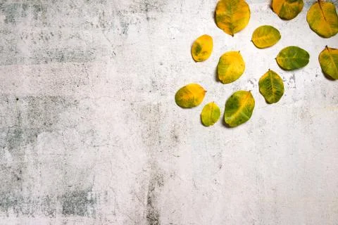 Pattern made of red and yellow fall leaves on dark concrete background, autum Stock Photos