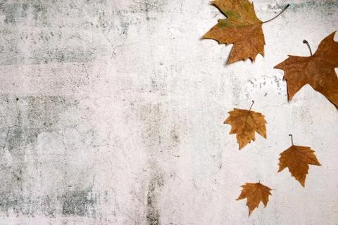 Pattern made of red and yellow fall leaves on concrete background, autumn con Stock Photos