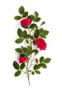 Pattern made of red roses on white background Stock Photos
