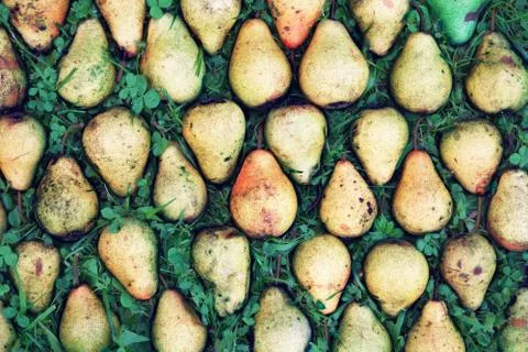 Pattern made from ripe pears lying on the green grass Stock Photos