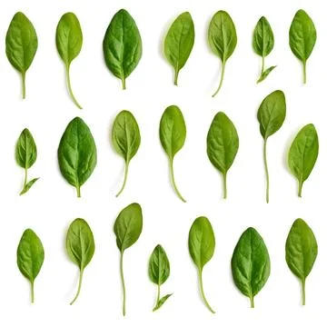 Pattern made of spinach 写真素材