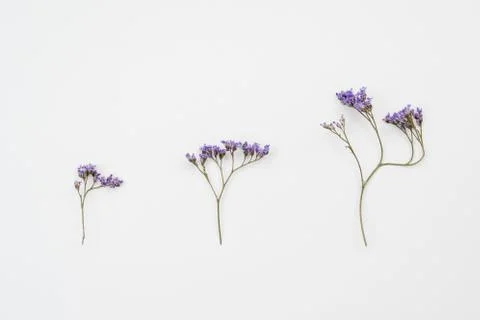 Pattern made of  three rustic flowers on table Stock Photos