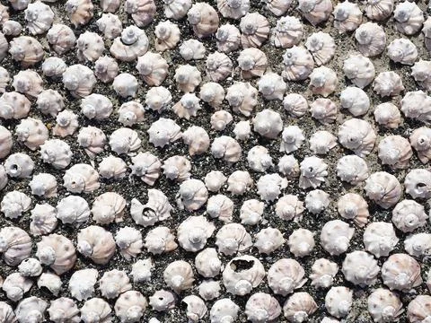 The pattern is made of a variety of sea shells in the light of the sun Stock Photos