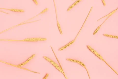 Pattern made of wheat spikelets on a pink pastel background. Stock Photos