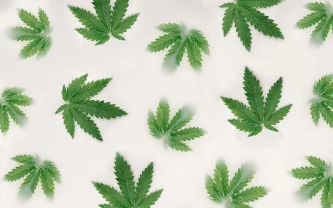 Pattern made whit marijuana leaves and white liquid. Flat lay. Stock Photos