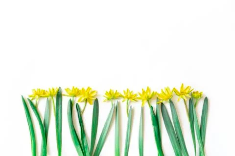 Pattern made of yellow flowers and green leaves on white background. Stock Photos