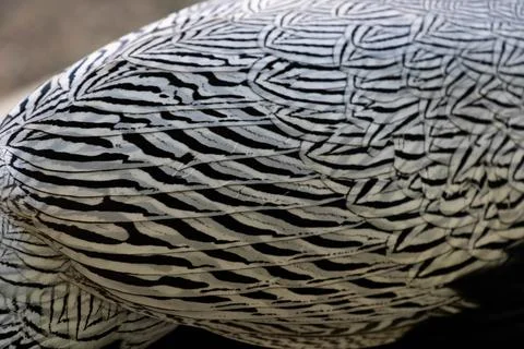Pattern of Male Silver Pheasant's feathers Stock Photos