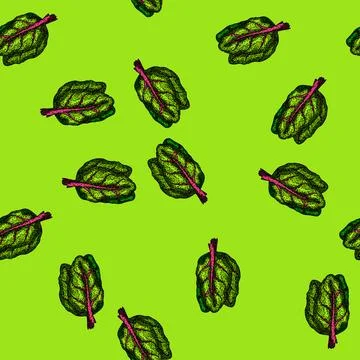 Pattern mangold chard sketch hand drawn Stock Illustration