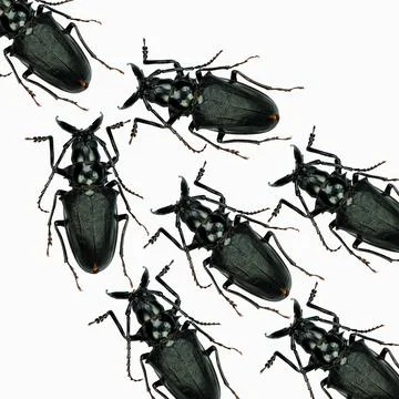 Pattern of many black beetles arranged on a clean white background for ento.. Stock Photos