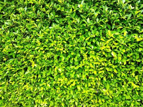 Pattern of  many green leaf background and wallpaper at plants garden Stock Photos