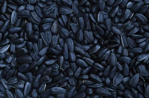 A pattern of many unprocessed fried sunflower seeds in a black shell. Stock Photos