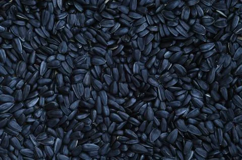 A pattern of many unprocessed fried sunflower seeds in a black shell. Stock Photos
