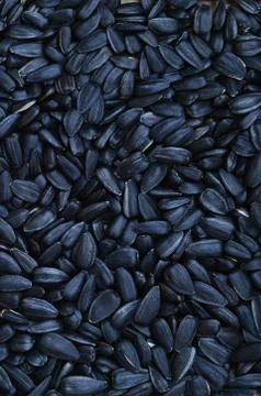 A pattern of many unprocessed fried sunflower seeds in a black shell. Stock Photos