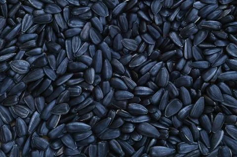 A pattern of many unprocessed fried sunflower seeds in a black shell. Stock Photos
