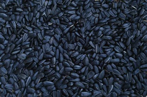 A pattern of many unprocessed fried sunflower seeds in a black shell. Stock Photos