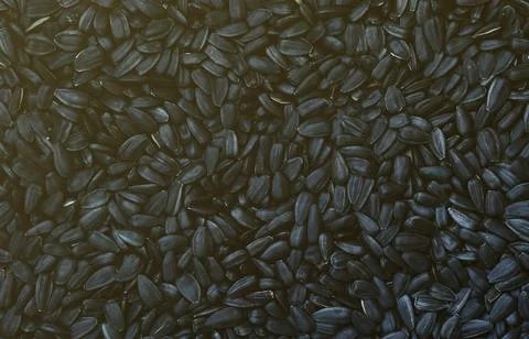 A pattern of many unprocessed fried sunflower seeds in a black shell. Foto stock