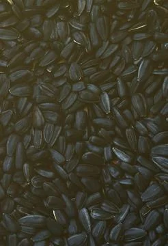 A pattern of many unprocessed fried sunflower seeds in a black shell. Stock Photos