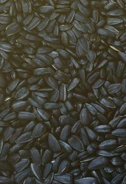 A pattern of many unprocessed fried sunflower seeds in a black shell. Stock Photos