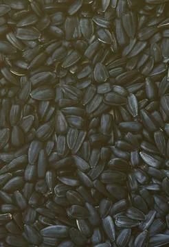 A pattern of many unprocessed fried sunflower seeds in a black shell. Stock Photos