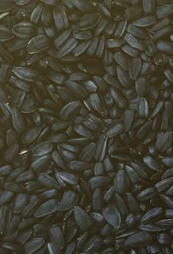 A pattern of many unprocessed fried sunflower seeds in a black shell. Stock Photos